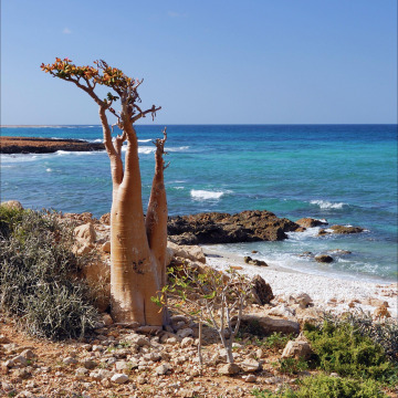 sokotra-victory-travel-na-instagrame